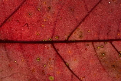 There are water droplets red leaves
